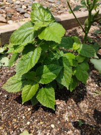 この草はなんでしょうか 家庭菜園のオクラを育てている隣で芽吹きまし Yahoo 知恵袋