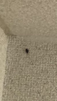 ゴキが出ました 知恵袋でゴキ避けにスパイスのクローブが良い Yahoo 知恵袋