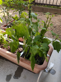大葉の苗を買ってプランターに植えました このような状態ですが何からするべき Yahoo 知恵袋
