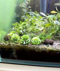 水草についてです この水草 はなんて名前の水草ですか Yahoo 知恵袋