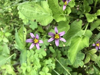 画像の小さい花の名前を教えて下さい Yahoo 知恵袋