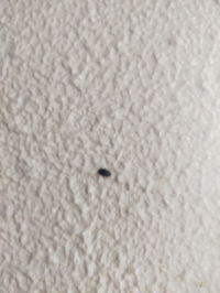 写真あります 最近マンションのエントランスやベランダでこの虫をよく見 Yahoo 知恵袋