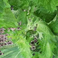 毎年のことですが青紫蘇の柔らかい美味しいところを何かの虫に食べら Yahoo 知恵袋