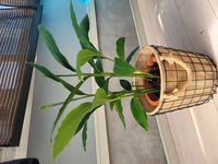 月桃の育て方 買ってきて植え変えたら速攻で枯れてしまいました Yahoo 知恵袋