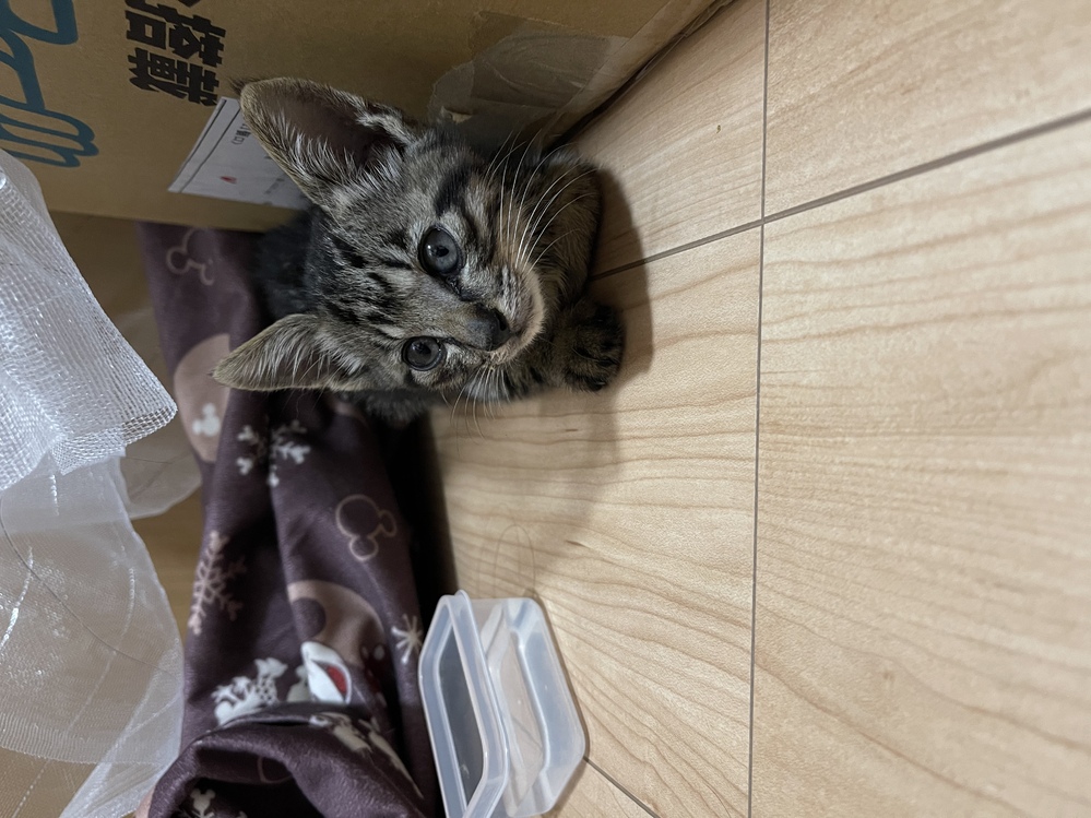 一昨日生後2ヶ月くらいの子猫を保護しました 直ぐに病院に連れて行き検査等し Yahoo 知恵袋