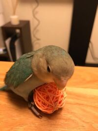 コザクラインコを飼っています 小鳥を飼ったのが初めてなので色々調 Yahoo 知恵袋