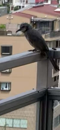 この鳥は何という鳥ですか ヒヨドリさんですのん Yahoo 知恵袋