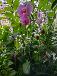 胡蝶蘭の２番花が咲きました ビニールポットに穴を数箇所空けベランダに Yahoo 知恵袋