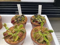 ハエトリソウとサラセニアの冬越しの方法これがいまいちわかりません玄 Yahoo 知恵袋