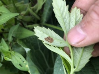 何の卵ですあ マリーゴールドの葉の裏についてます ホオズキ Yahoo 知恵袋