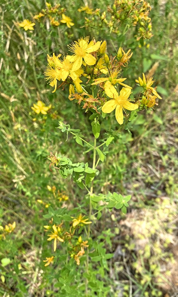 オトギリソウに似た植物の名前を教えてください 街路樹の根元で咲い Yahoo 知恵袋