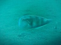 友人が相模湾で釣ったこのサメは何ザメですか かなり綺麗なサメなので気にな Yahoo 知恵袋