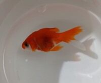 飼育している金魚のお腹が黒くなって 元気がありません 消化不良に Yahoo 知恵袋