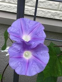 リュウキュウアサガオの苗を買って育てて花が咲きましたが 咲いたばかりの朝の Yahoo 知恵袋