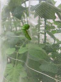 アゲハの幼虫の臭角ってどんな臭いですか 嗅いでみてるのですが 全然 Yahoo 知恵袋