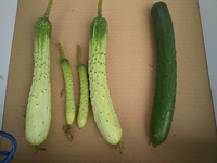 うどんこ病になった株から写真のような実がなりました 白っぽくて不気味ですが Yahoo 知恵袋