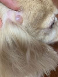 犬チワワの頭に出来物が 水ぶくれのような ニキビのような感じの物です Yahoo 知恵袋