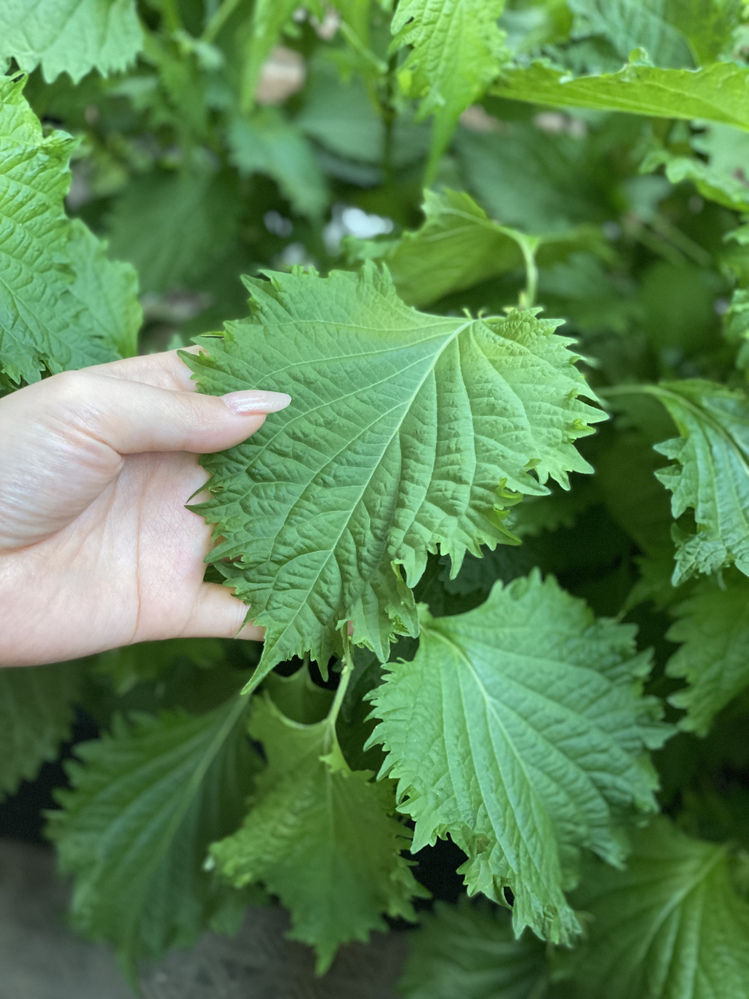 青紫蘇の色について プランターで青紫蘇を育てているのですが スーパーなどで Yahoo 知恵袋