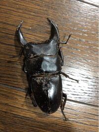 水苔はクワガタマットに使えますか 園芸用の水苔をクワガタ成虫の飼育用マ Yahoo 知恵袋