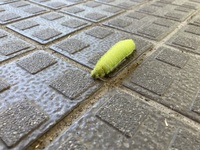この写真の毛虫は何の幼虫でしょうか 蛍光の黄色のラインマーカーのような体色 Yahoo 知恵袋
