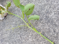 薔薇ですが 画像真ん中あたりに緑の青虫がついてたのですが これっ Yahoo 知恵袋