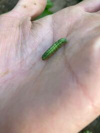 ほうれん草についていた虫ですが これは何かわかる方いらっしゃいま Yahoo 知恵袋