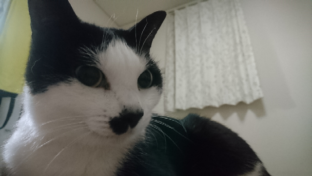 結婚しても両親と一緒に暮らしたいですか？ - 自身は家族が好きなので 