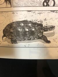 イラストですが こちらの亀の種類でなんでしょうか ニホンイシガメのよ Yahoo 知恵袋