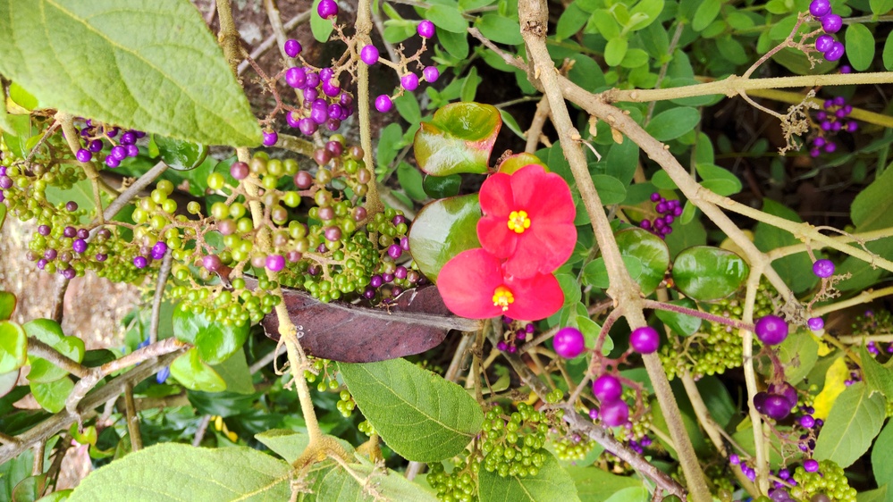 この植物の名前を教えてほしいです 沖縄で見つけたお花です赤い花と Yahoo 知恵袋