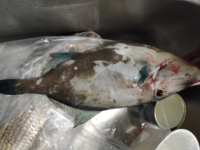 この魚はソウシハギという毒のある魚ですか？ ヒレが青く顔が長いです。