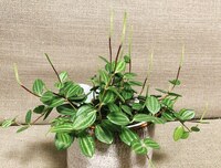 植物に詳しい方教えてください 観葉植物の先から 変な黄緑の細 Yahoo 知恵袋