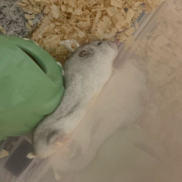 うさぎについてです 現在目薬と整腸剤を使用しているのですが 整腸剤を誤って目 Yahoo 知恵袋
