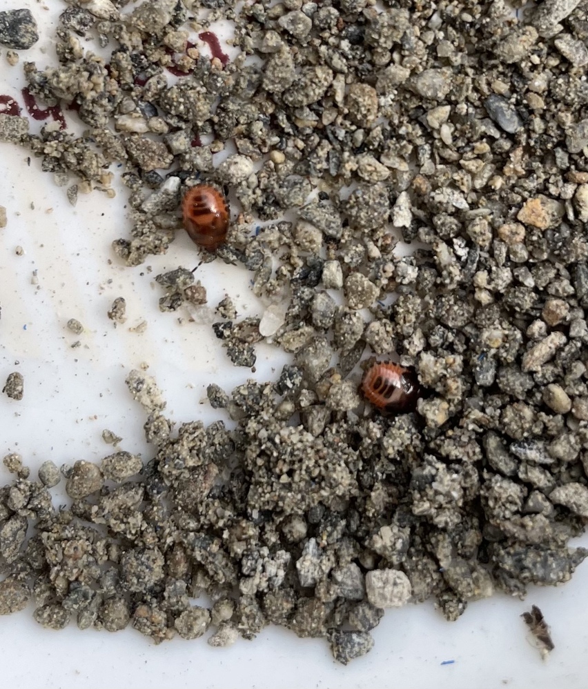 変な虫が出てきて困っています 1センチ弱位の黒い虫で頭は蟻のよ Yahoo 知恵袋
