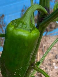 ピーマンを初めて育ててますが枝の根元の黒いものは何でしょうか Yahoo 知恵袋