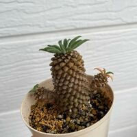 ユーフォルビアソテツキリン 蘇鉄麒麟 の右から出ているミニの子の Yahoo 知恵袋