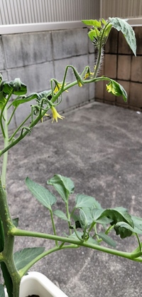 すみません ミニトマトの花が咲いたのですが どうやって受粉させたらいいです Yahoo 知恵袋