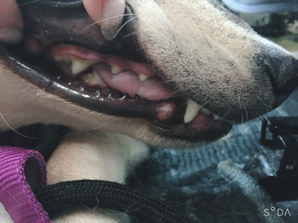 犬についてです 子宮蓄膿症の手術で子宮をとって 術後6日目 Yahoo 知恵袋