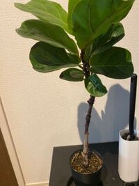 沖縄の観葉植物です ホームセンターで購入したのですが名前が分 Yahoo 知恵袋