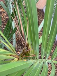 ココスヤシについて 庭でココスヤシを育ててるのですが 順調にどんどん大きく Yahoo 知恵袋