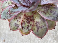 多肉植物初心者です カット苗の発芽について こんにちは 多肉植物 Yahoo 知恵袋