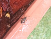 庭で栽培しているゴーヤのプランターに大量に虫が発生しています 何 Yahoo 知恵袋