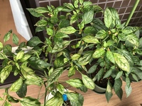 シシトウをプランターで育てていますが 1週間程前から新芽や花が枯 Yahoo 知恵袋