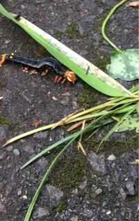 これなんて言う名前の虫ですか フクラスズメという ガの幼虫に Yahoo 知恵袋