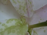 胡蝶蘭を頂いて楽しんでいたのですが花びらに緑色の斑点ができました これは病 Yahoo 知恵袋