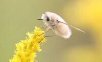 この写真のフワフワした可愛い虫はなんという虫でしょうか 可愛すぎます 気にな Yahoo 知恵袋