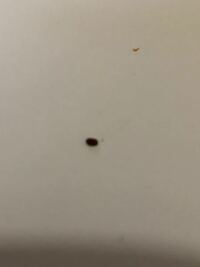 虫茶色の小さい虫なんですが 飛びます 凄くいるんですが 何の虫か分かる方い Yahoo 知恵袋