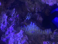 シッタカ貝の大繁殖 こんにちは シッタカ貝が９０ ４５ Yahoo 知恵袋