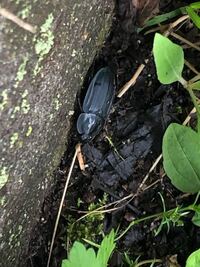 天然氷についての質問です 最近栃木県の日光で天然氷の切り出しを行 Yahoo 知恵袋