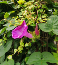 朝顔に似た蔓性の植物の花を見付けました 朝顔よりも葉が大きいのですが Yahoo 知恵袋