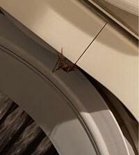 家の中にカマドウマ どこから入ってくる 今朝キッチンの床に5cmほどのカマ Yahoo 知恵袋